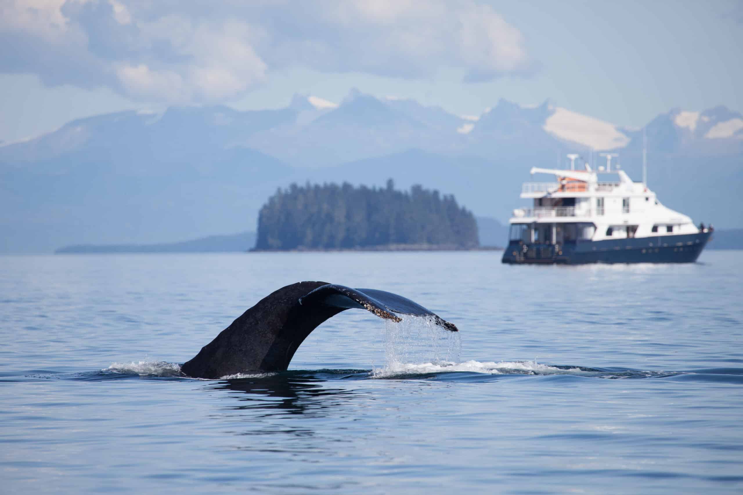 Humpback Whale lifts its tail high as a cruise ship looks on in the background