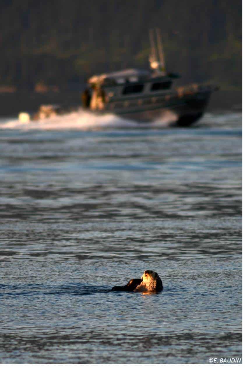 Sea otter with boat navigating behind