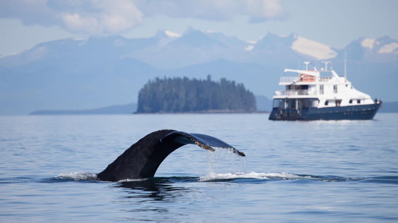 Humpback Whale lifts its tail high as a cruise ship looks on in the background