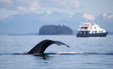Humpback Whale lifts its tail high as a cruise ship looks on in the background