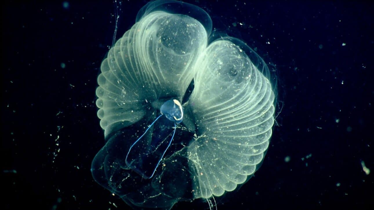 Larvecean