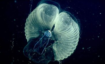 Larvecean